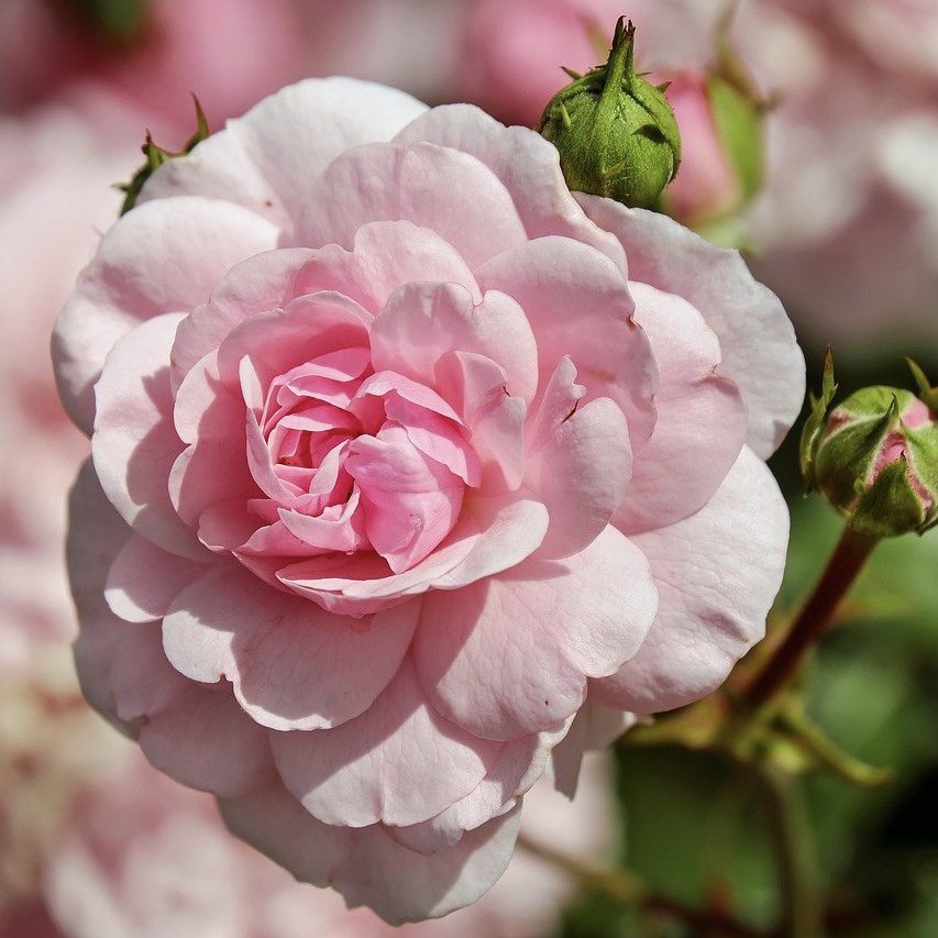 Rose Top 20 Flowers for a Cottage Garden