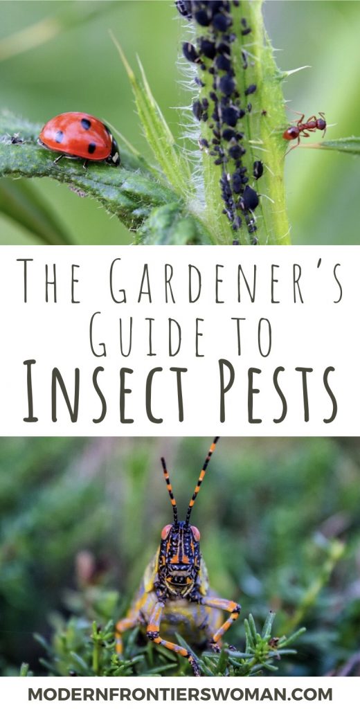 The Gardener's Guide to Pest Insects