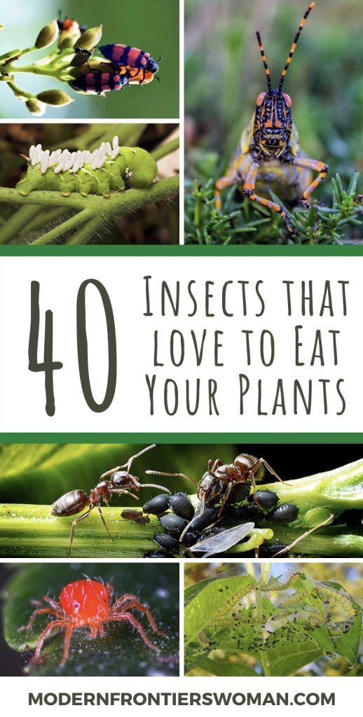 40 Insects that Love to Eat Your Plants