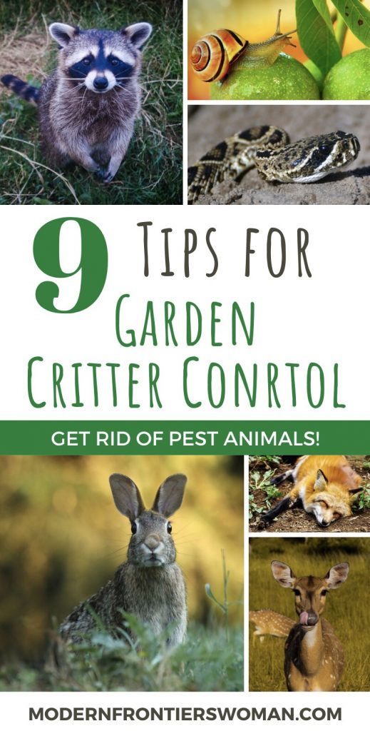 Tips for Garden Critter Control 17 9 tips for Garden Critter Control