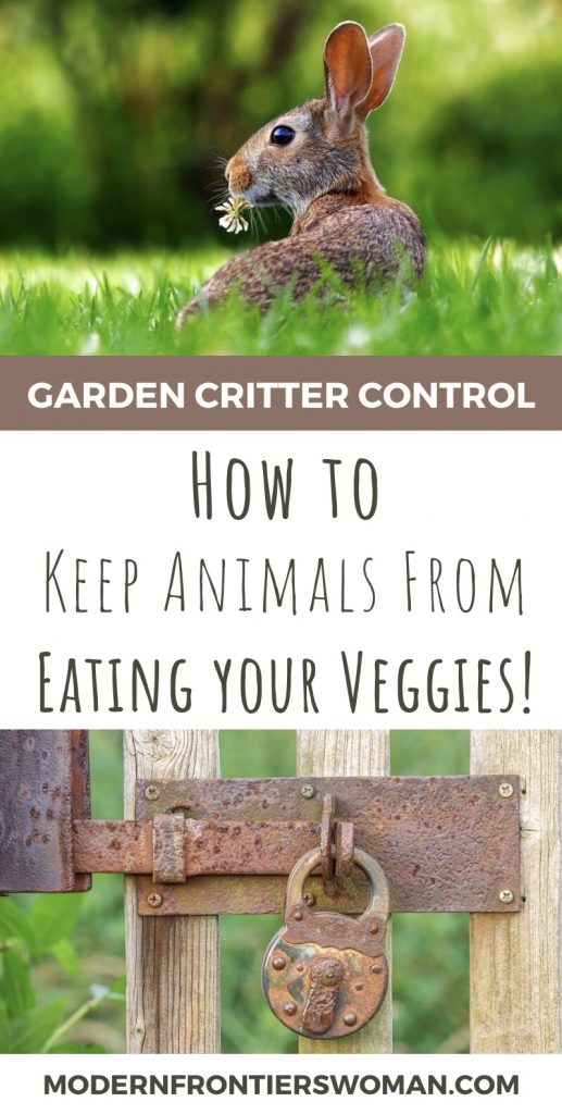 Tips for Garden Critter Control 21 How to keep animals from eating your veggies
