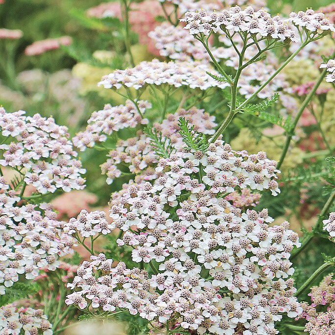 Yarrow How to Grow a Medicinal Tea Garden (Plus over 40 Plants!)