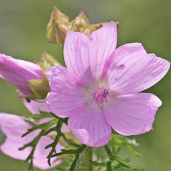 Marshmallow How to Grow a Medicinal Tea Garden (Plus over 40 Plants!)