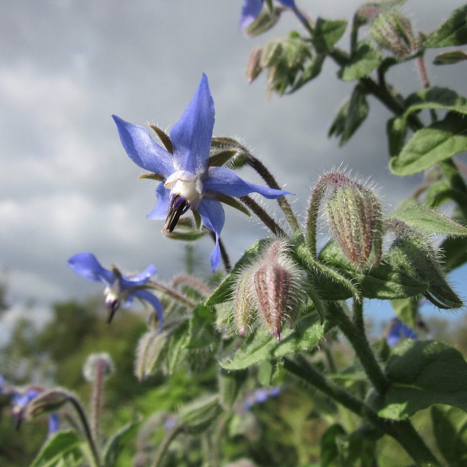 Borage How to Grow a Medicinal Tea Garden (Plus over 40 Plants!)