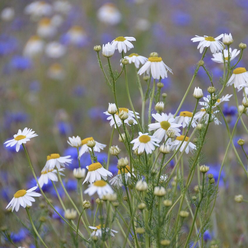 Chamomile How to Grow a Medicinal Tea Garden (Plus over 40 Plants!)