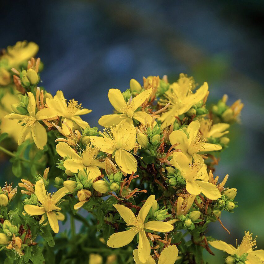 St. John's Wort How to Grow a Medicinal Tea Garden (Plus over 40 Plants!)