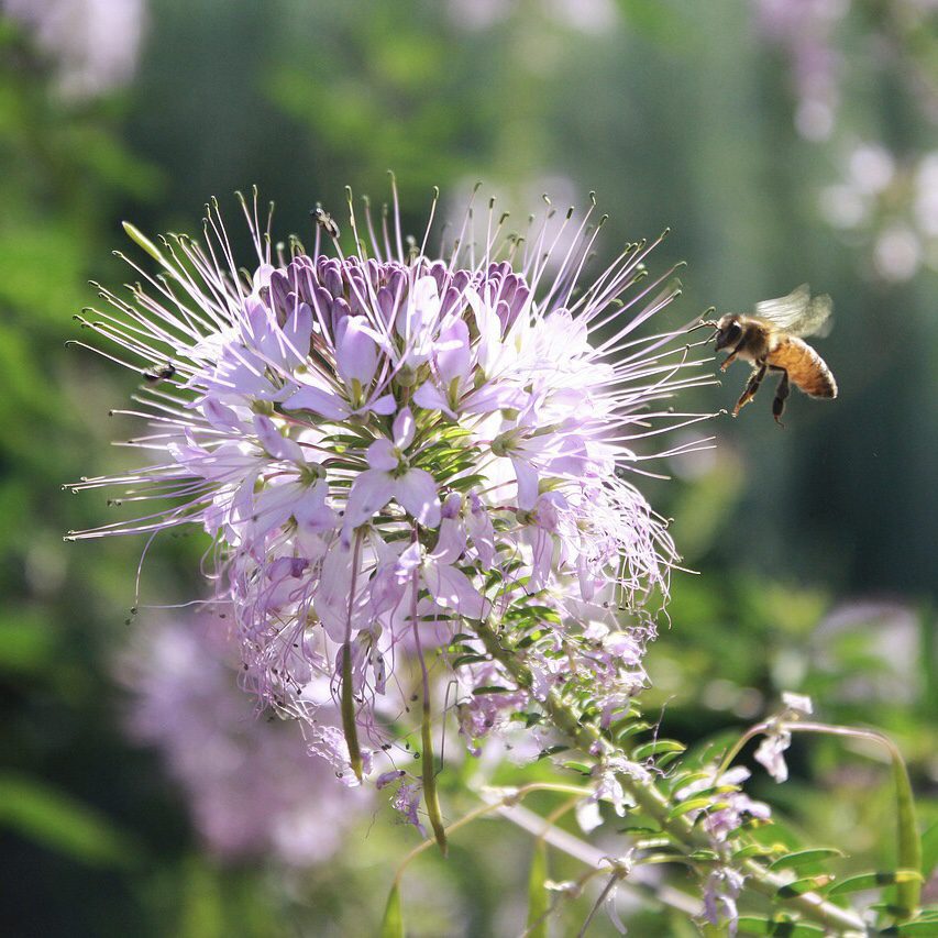 Bergamot How to Grow a Medicinal Tea Garden (Plus over 40 Plants!)
