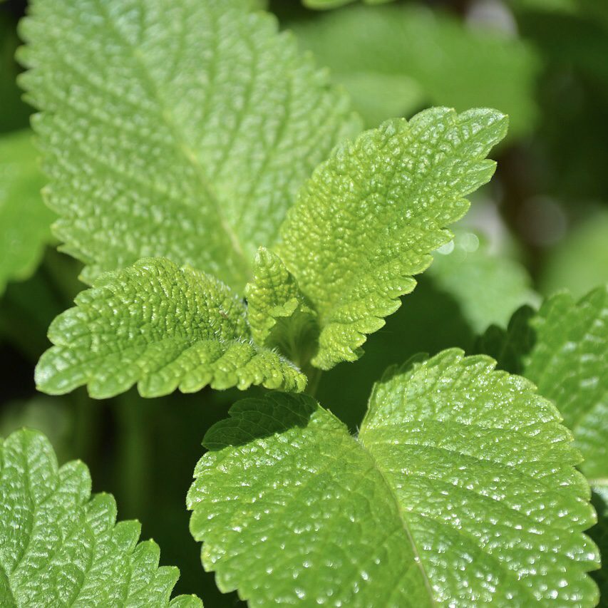 Lemon Balm How to Grow a Medicinal Tea Garden (Plus over 40 Plants!)