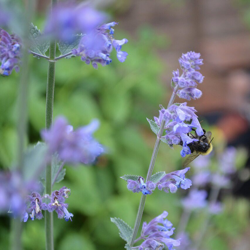 Catmint How to Grow a Medicinal Tea Garden (Plus over 40 Plants!)