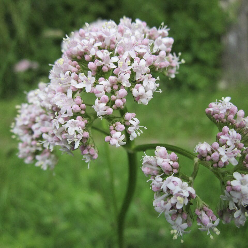 Valerian How to Grow a Medicinal Tea Garden (Plus over 40 Plants!)