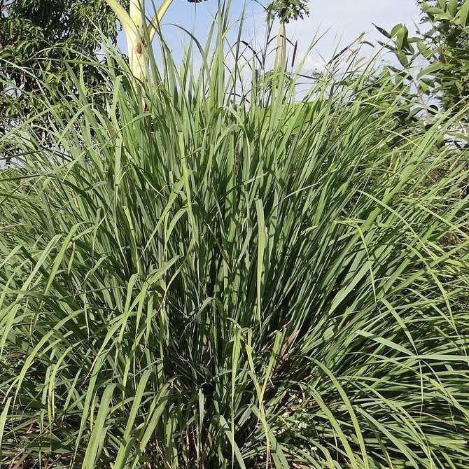 Lemongrass How to Grow a Medicinal Tea Garden (Plus over 40 Plants!)