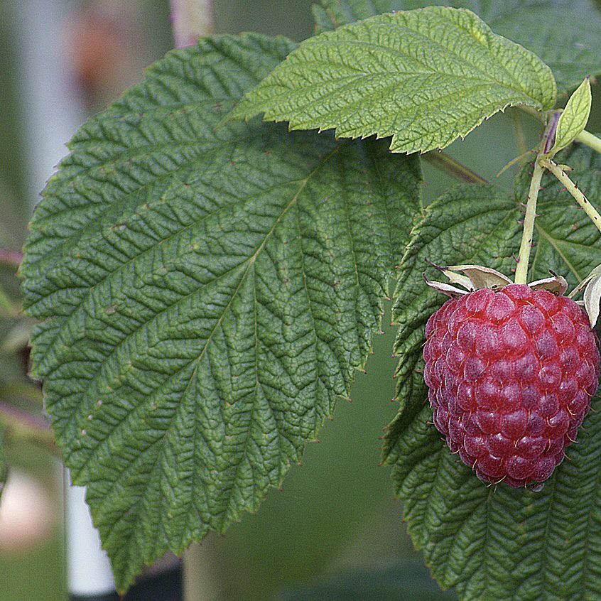 Raspberry How to Grow a Medicinal Tea Garden (Plus over 40 Plants!)