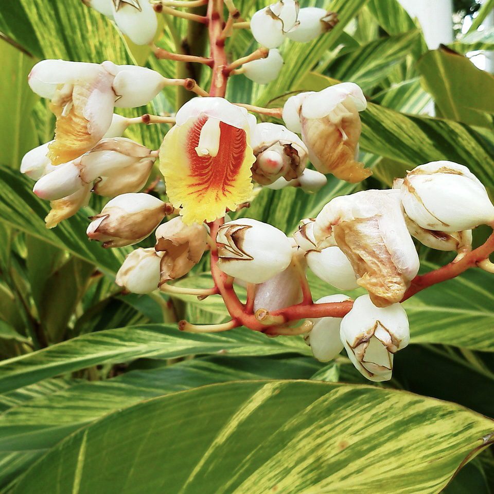 Ginger How to Grow a Medicinal Tea Garden (Plus over 40 Plants!)