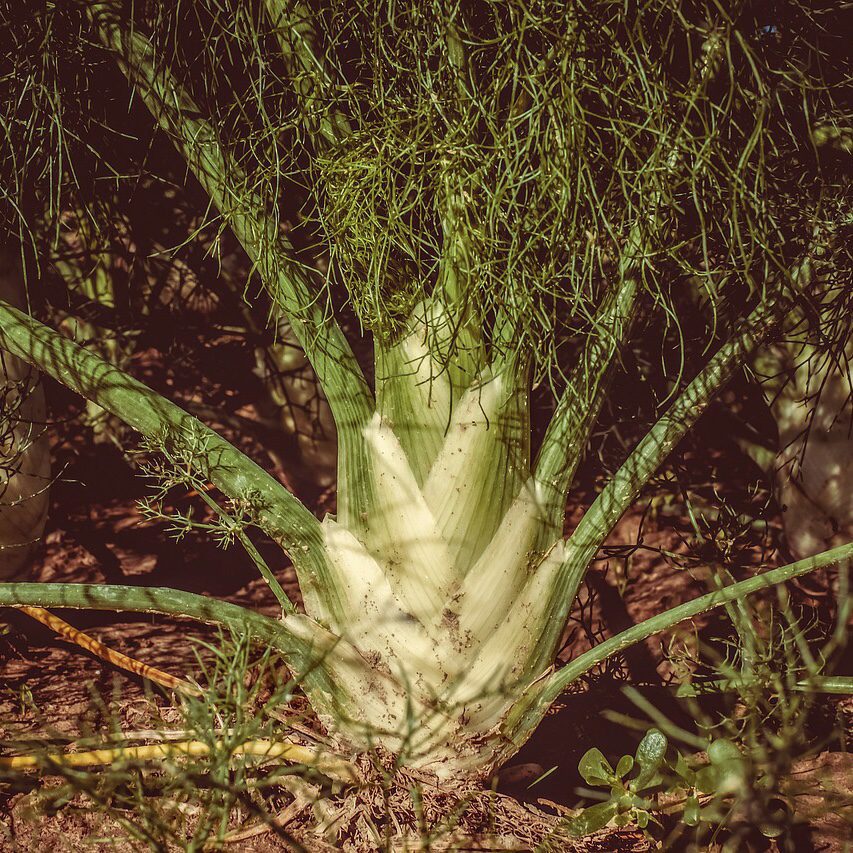 Fennel