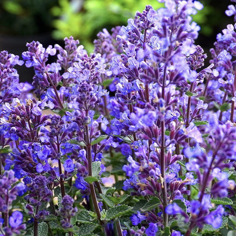 Sage How to Grow a Medicinal Tea Garden (Plus over 40 Plants!)