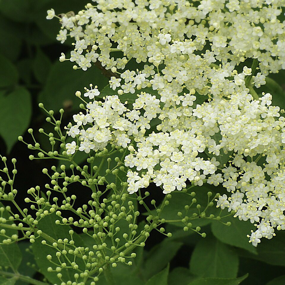 Elder How to Grow a Medicinal Tea Garden (Plus over 40 Plants!)