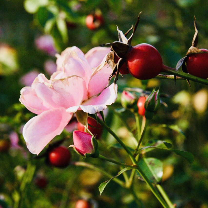 Rose How to Grow a Medicinal Tea Garden (Plus over 40 Plants!)