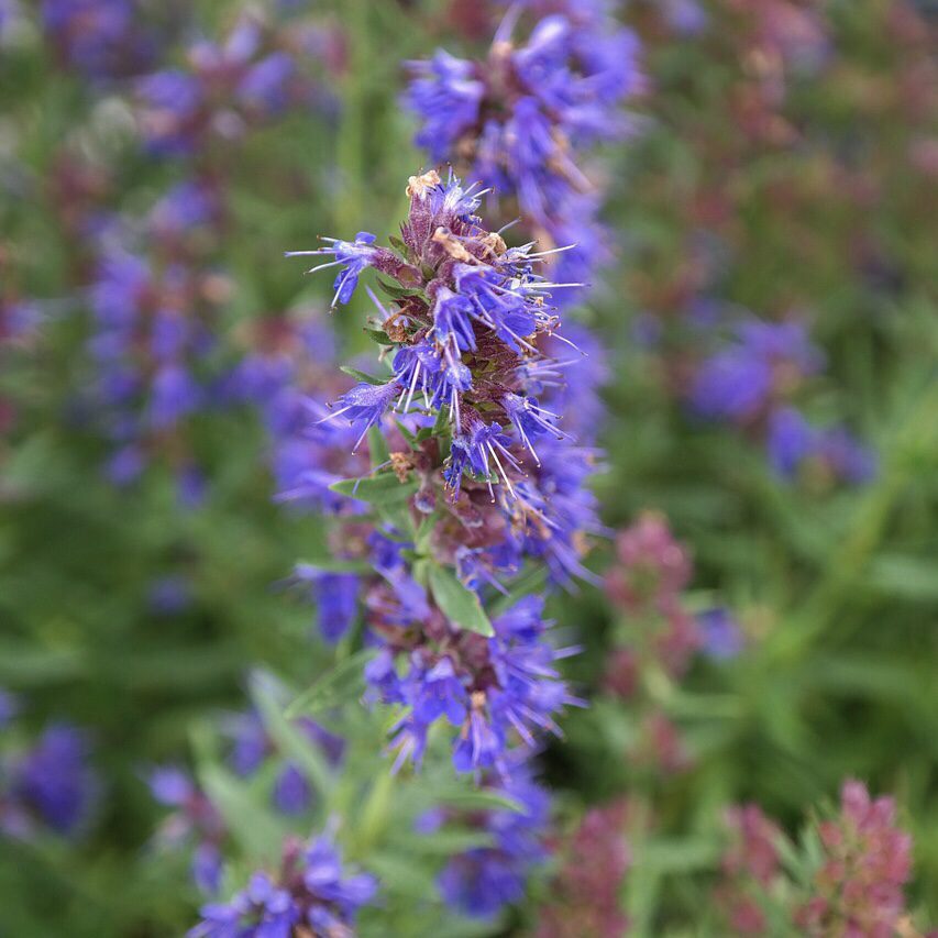 Hyssop How to Grow a Medicinal Tea Garden (Plus over 40 Plants!)