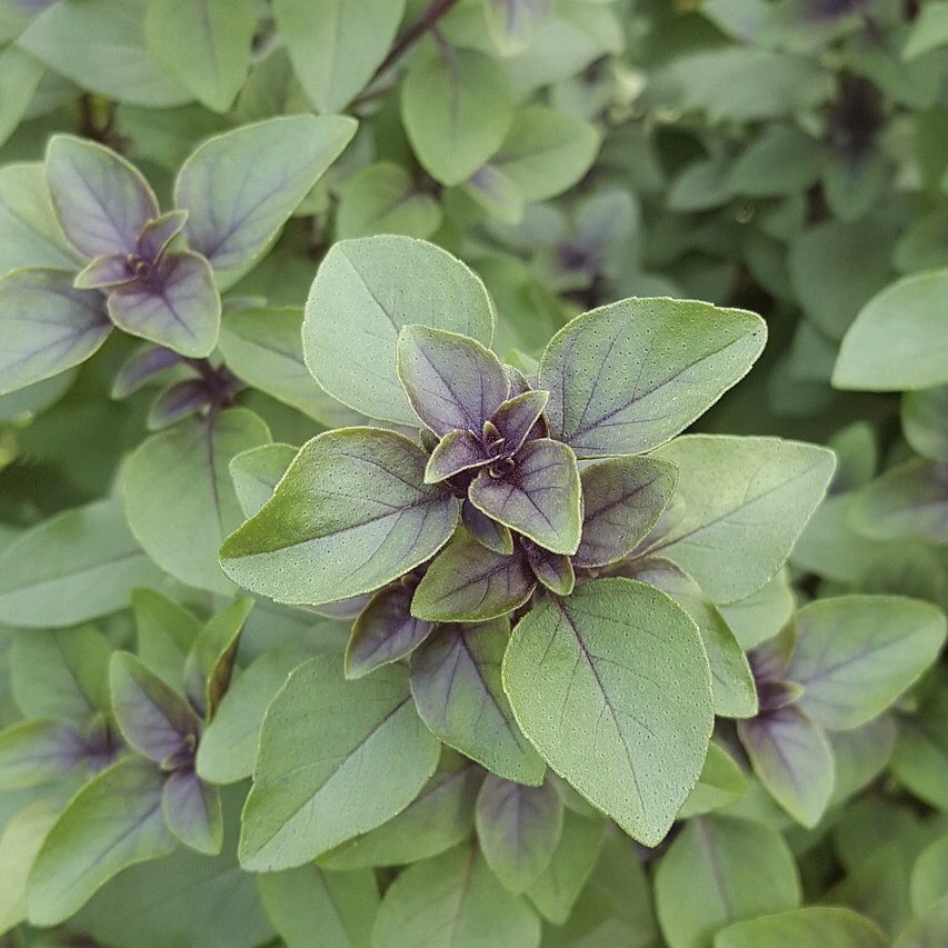 Tulsi How to Grow a Medicinal Tea Garden (Plus over 40 Plants!)