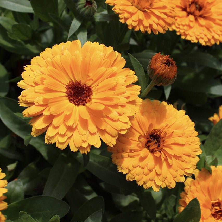 Calendula How to Grow a Medicinal Tea Garden (Plus over 40 Plants!)