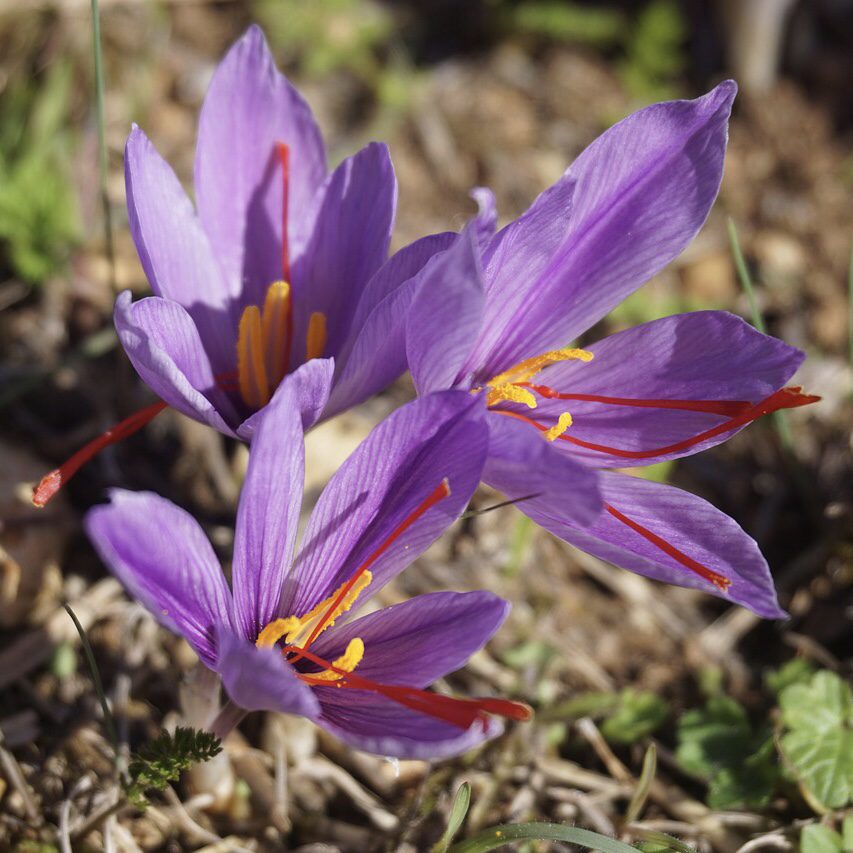Saffron Crocus How to Grow a Medicinal Tea Garden (Plus over 40 Plants!)