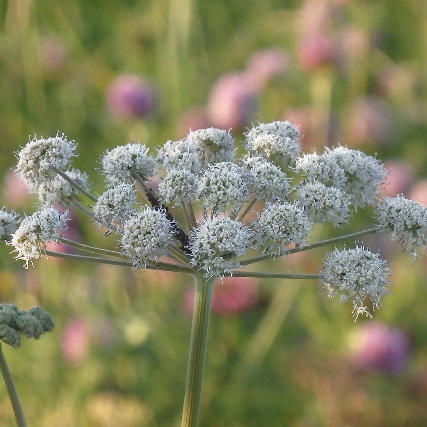 Angelica How to Grow a Medicinal Tea Garden (Plus over 40 Plants!)