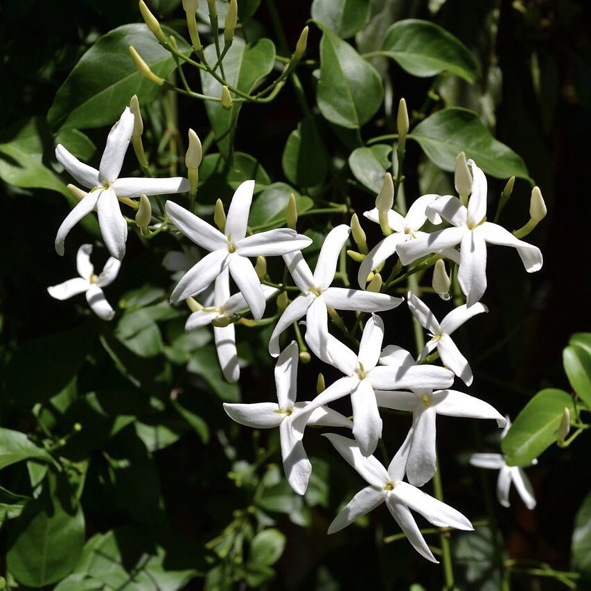 Jasmine How to Grow a Medicinal Tea Garden (Plus over 40 Plants!)
