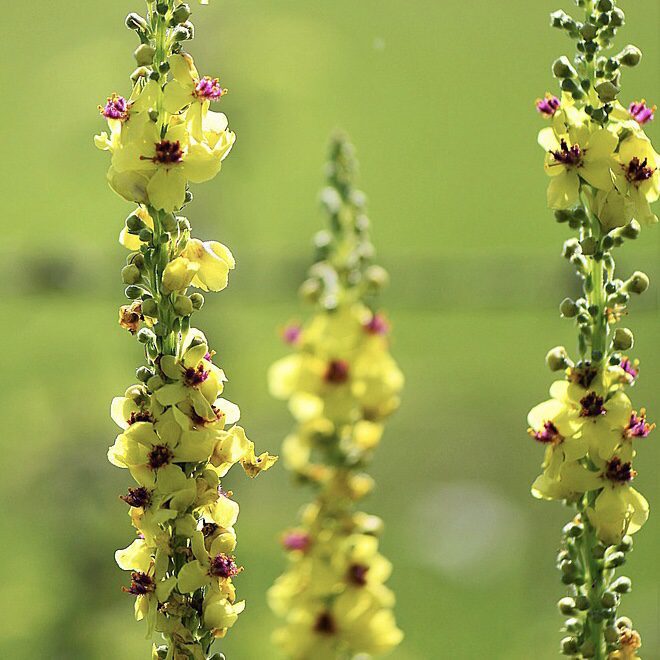 Mullein How to Grow a Medicinal Tea Garden (Plus over 40 Plants!)