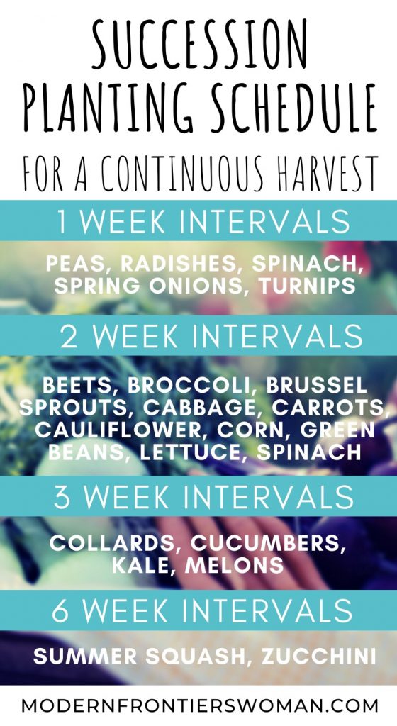 Succession Planting Schedule for a Continuous Harvest Succession Planting Schedule for a Continuous Harvest Succession Garden Schedule How to Make a Succession Garden Schedule
