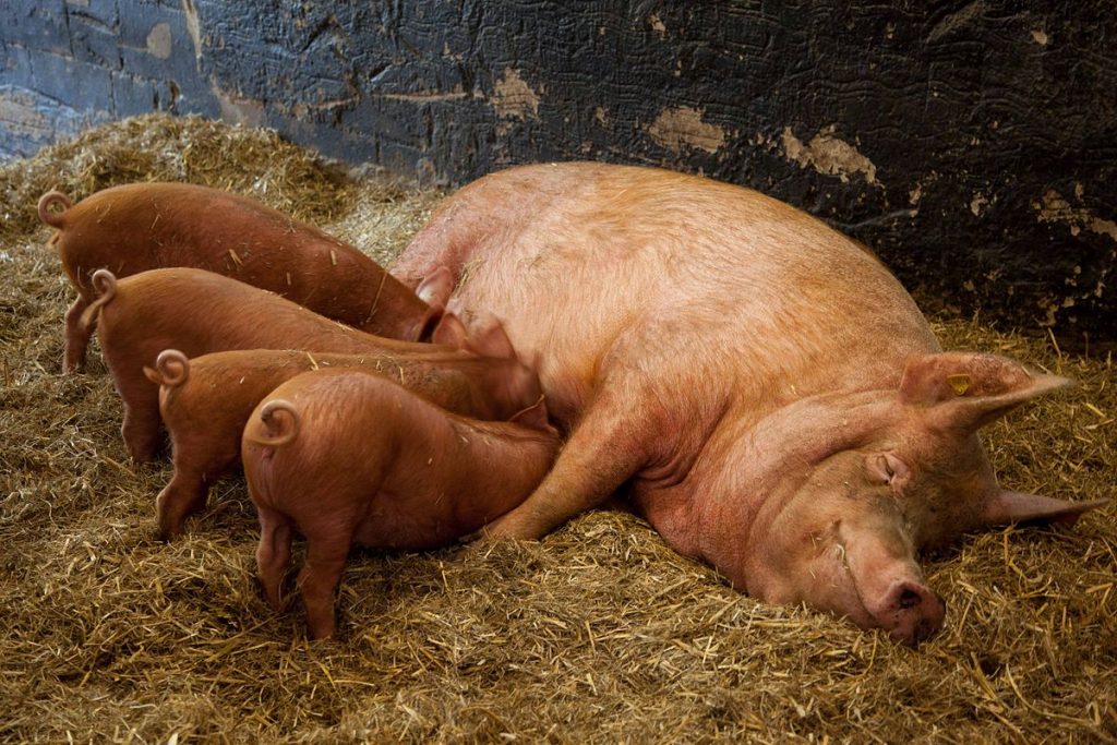 pig breeding Choosing the Right Pig Breed for your Homestead