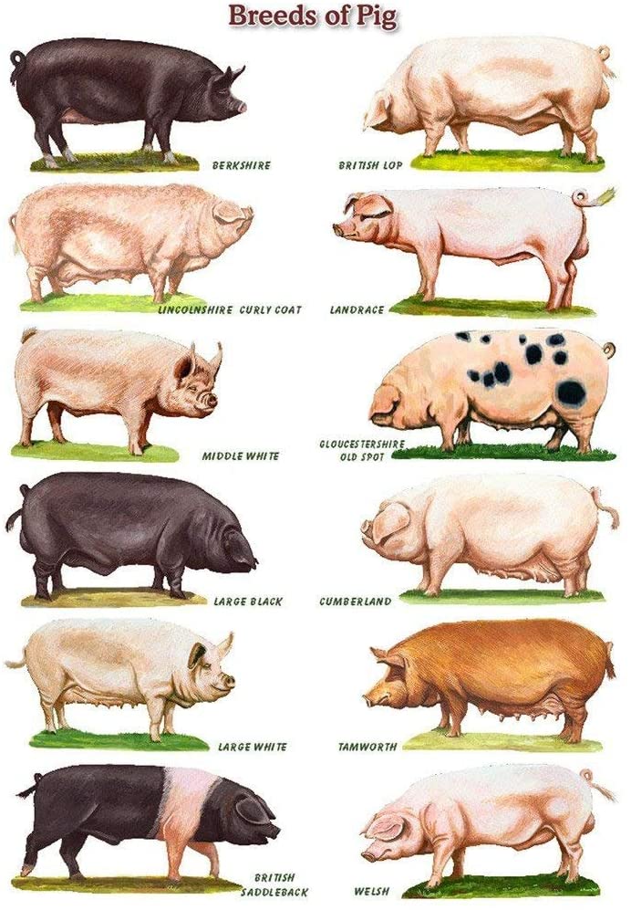 Pig Breed Poster Choosing the Right Pig Breed for your Homestead