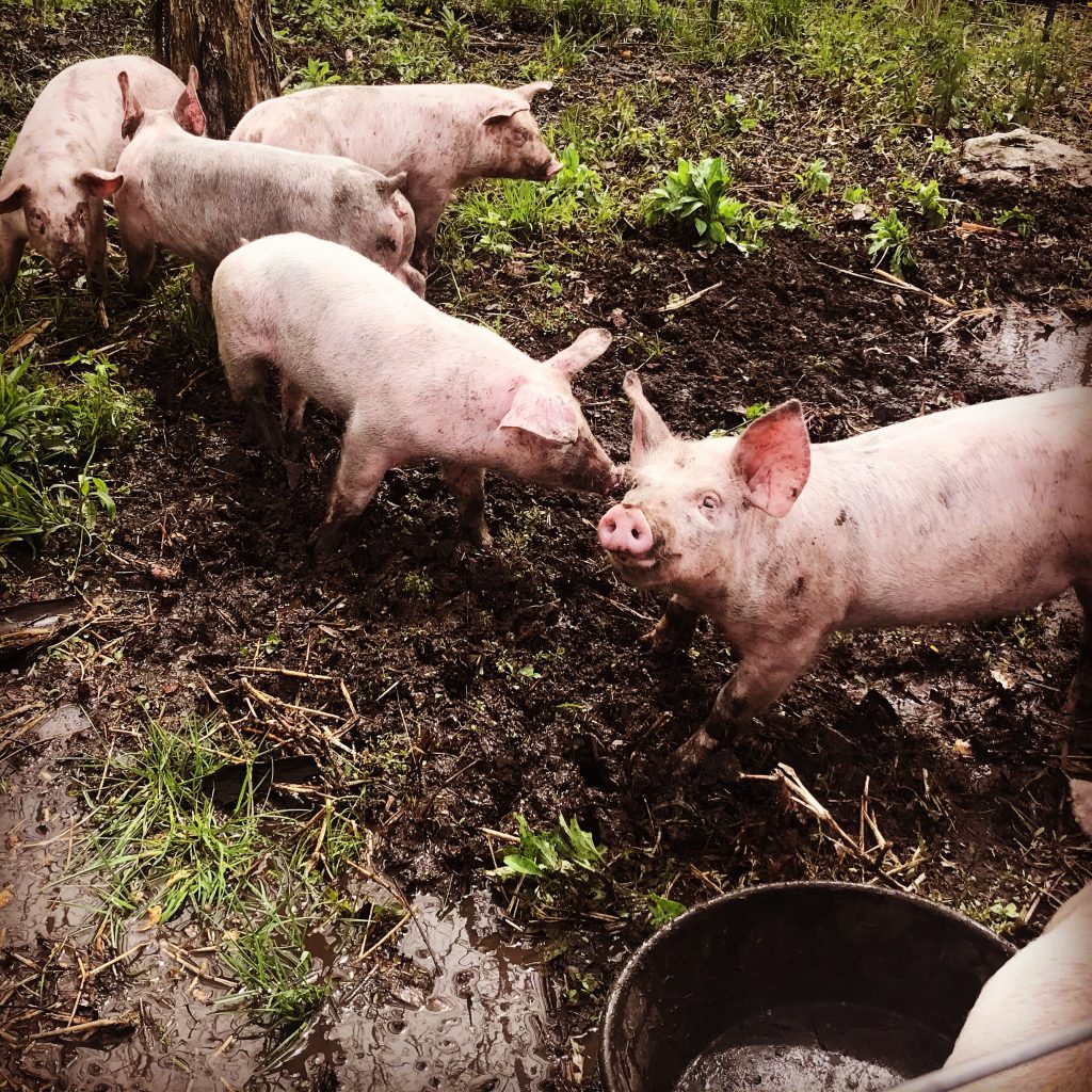 Yorkshire Landrace Cross Piglets Choosing the Right Pig Breed for your Homestead