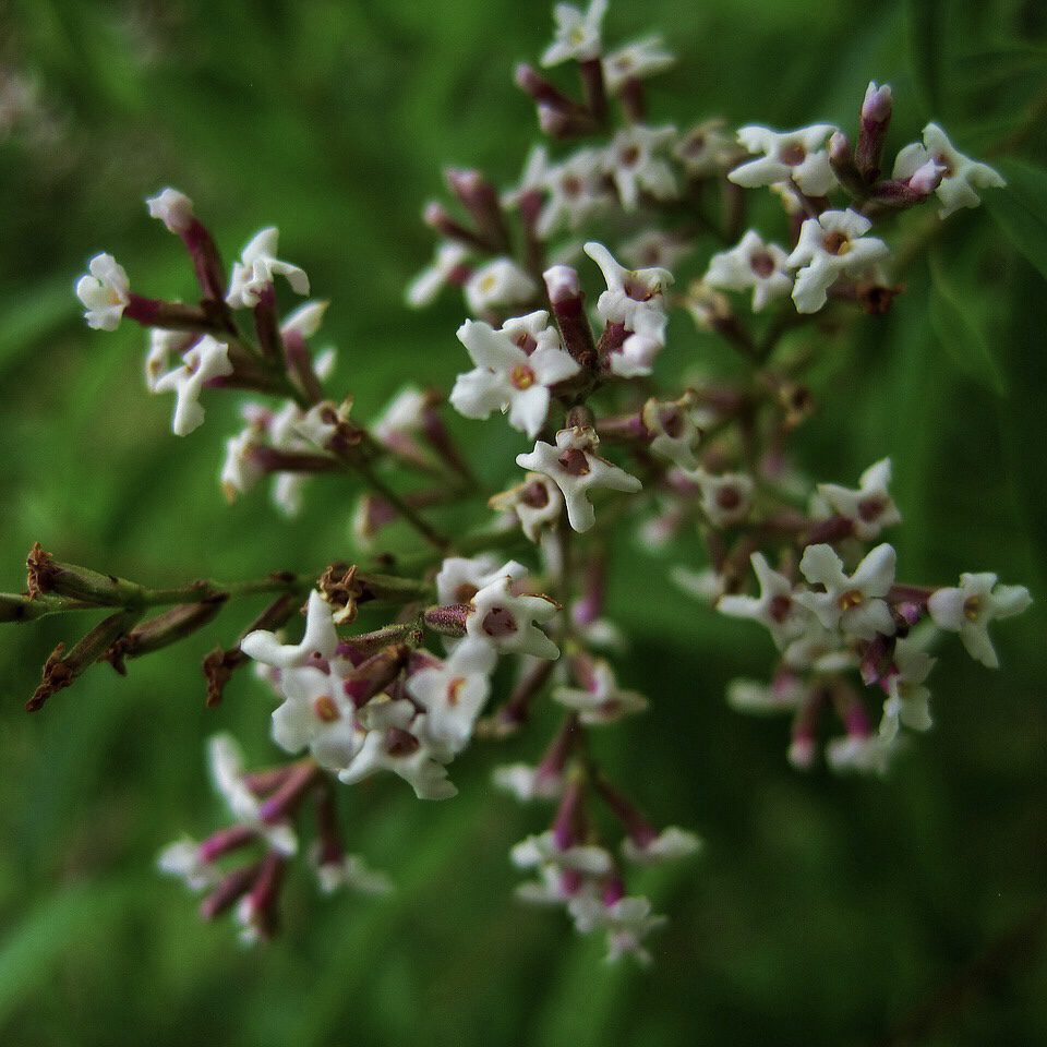 Lemon Verbena How to Grow a Medicinal Tea Garden (Plus over 40 Plants!)