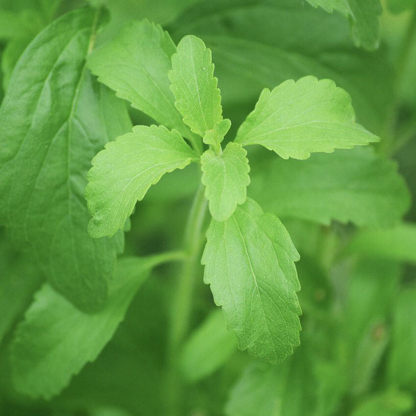 Stevia How to Grow a Medicinal Tea Garden (Plus over 40 Plants!)