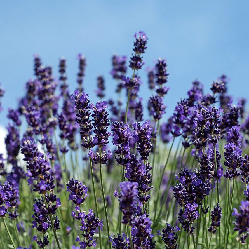 Lavender How to Grow a Medicinal Tea Garden (Plus over 40 Plants!)