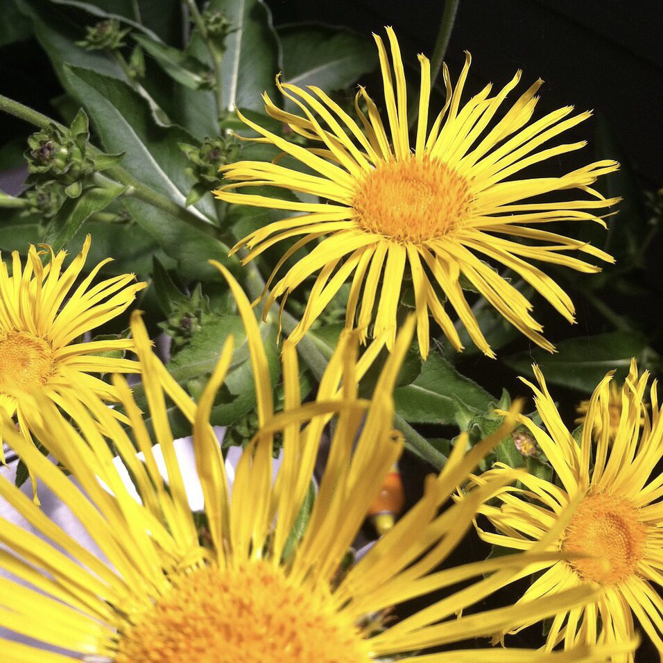 Eclampane How to Grow a Medicinal Tea Garden (Plus over 40 Plants!)