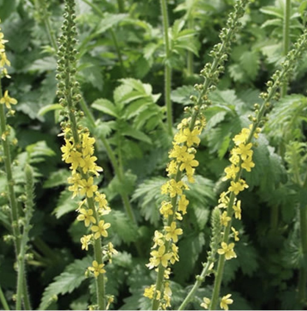 Agrimony How to Grow a Medicinal Tea Garden (Plus over 40 Plants!)