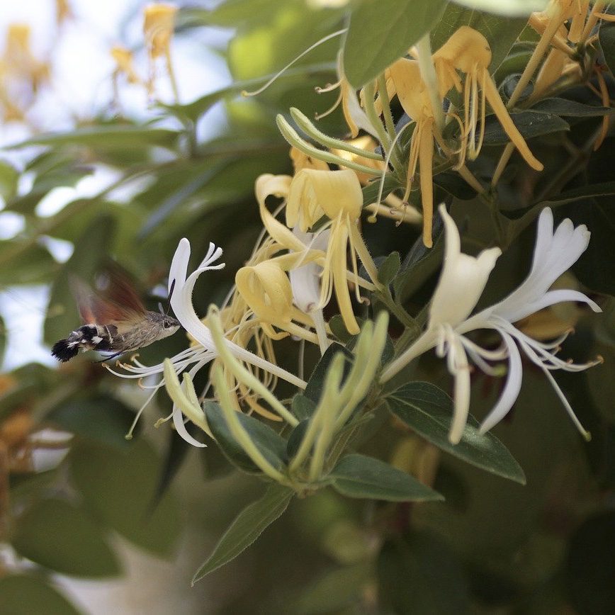 Honeysuckle How to Grow a Medicinal Tea Garden (Plus over 40 Plants!)
