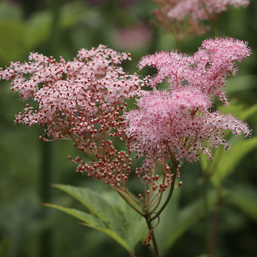 Meadowsweet How to Grow a Medicinal Tea Garden (Plus over 40 Plants!)