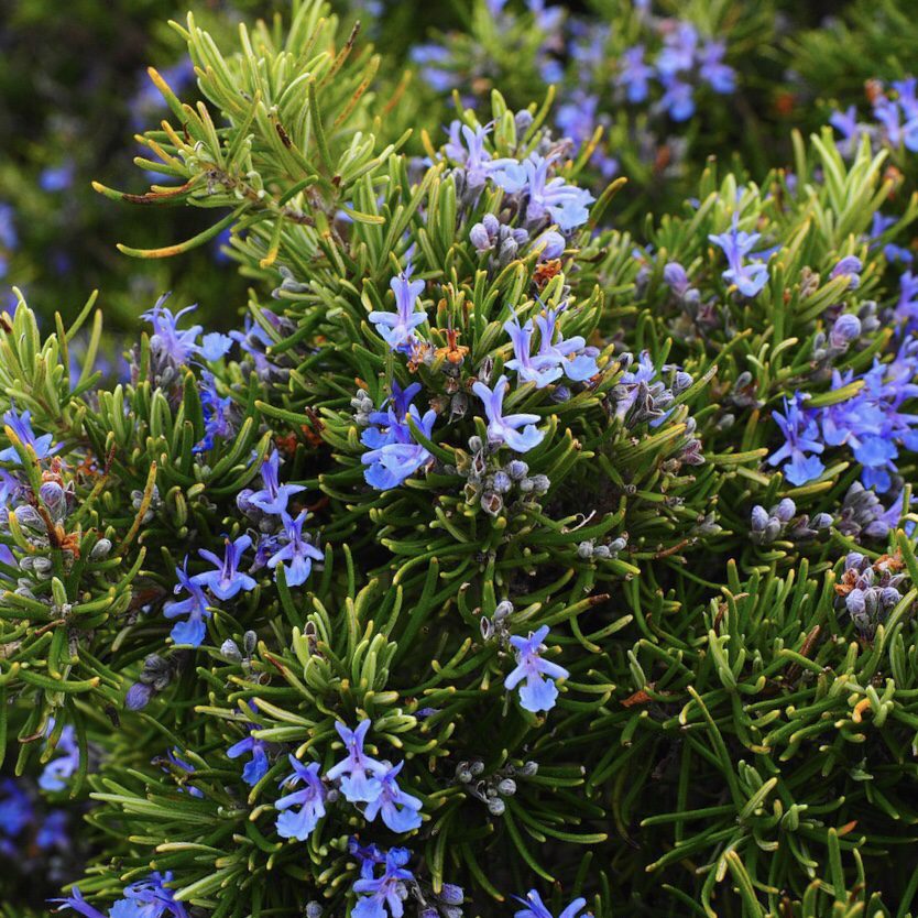 Rosemary How to Grow a Medicinal Tea Garden (Plus over 40 Plants!)
