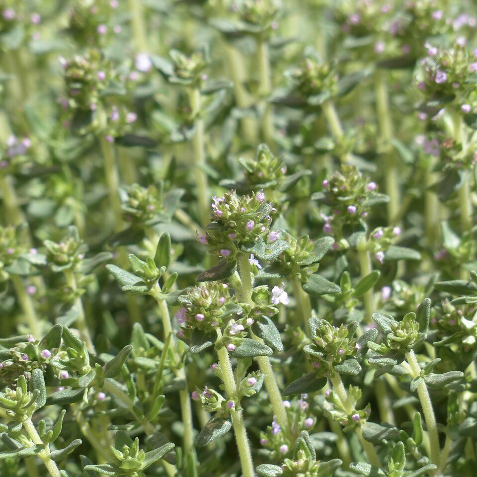 Thyme How to Grow a Medicinal Tea Garden (Plus over 40 Plants!)