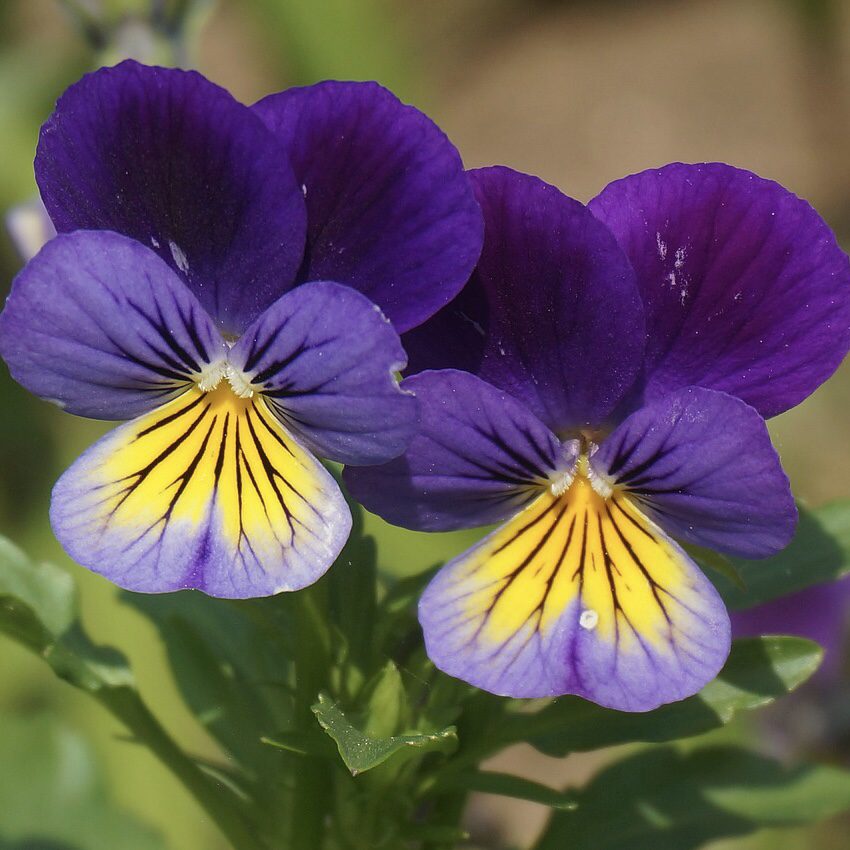 Heartsease How to Grow a Medicinal Tea Garden (Plus over 40 Plants!)