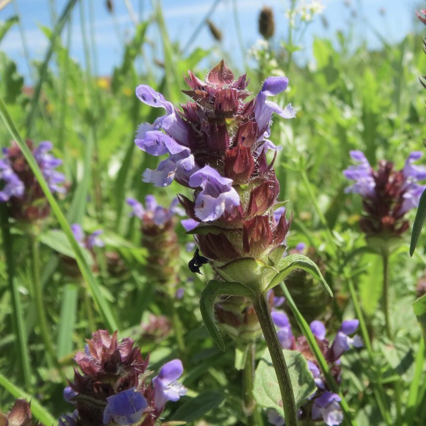 Self Heal How to Grow a Medicinal Tea Garden (Plus over 40 Plants!)
