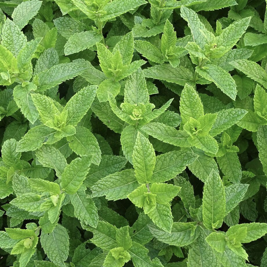 Mint How to Grow a Medicinal Tea Garden (Plus over 40 Plants!)