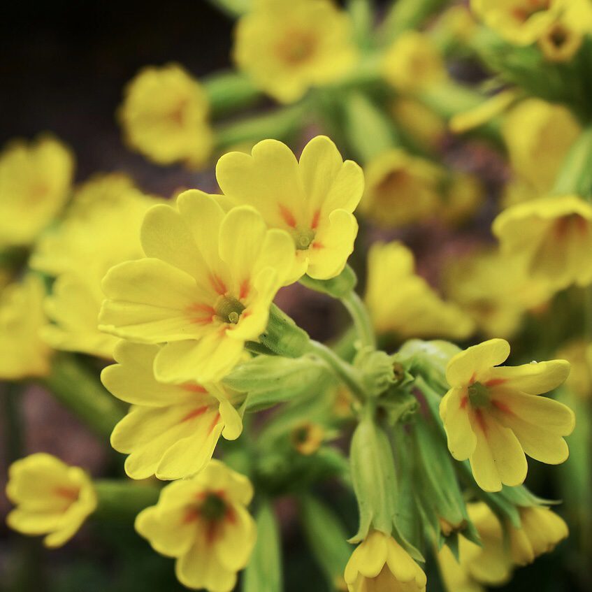 Primrose How to Grow a Medicinal Tea Garden (Plus over 40 Plants!)