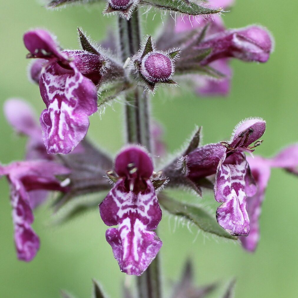 Wood Betony How to Grow a Medicinal Tea Garden (Plus over 40 Plants!)
