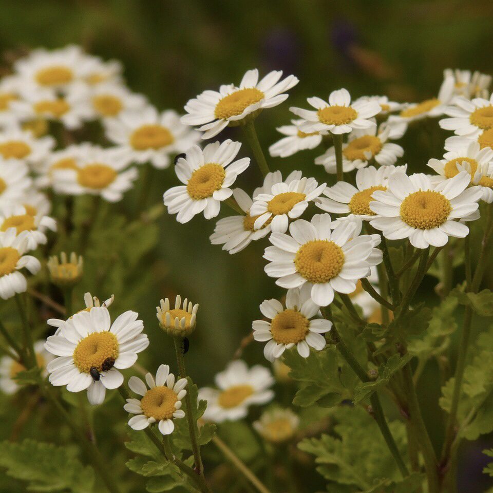 Feverfew How to Grow a Medicinal Tea Garden (Plus over 40 Plants!)