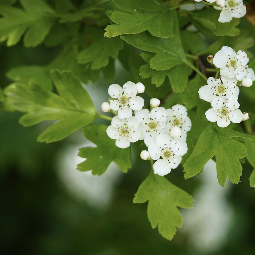 Hawthorne How to Grow a Medicinal Tea Garden (Plus over 40 Plants!)