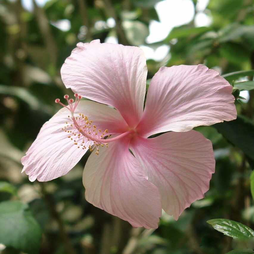 Hibiscus How to Grow a Medicinal Tea Garden (Plus over 40 Plants!)