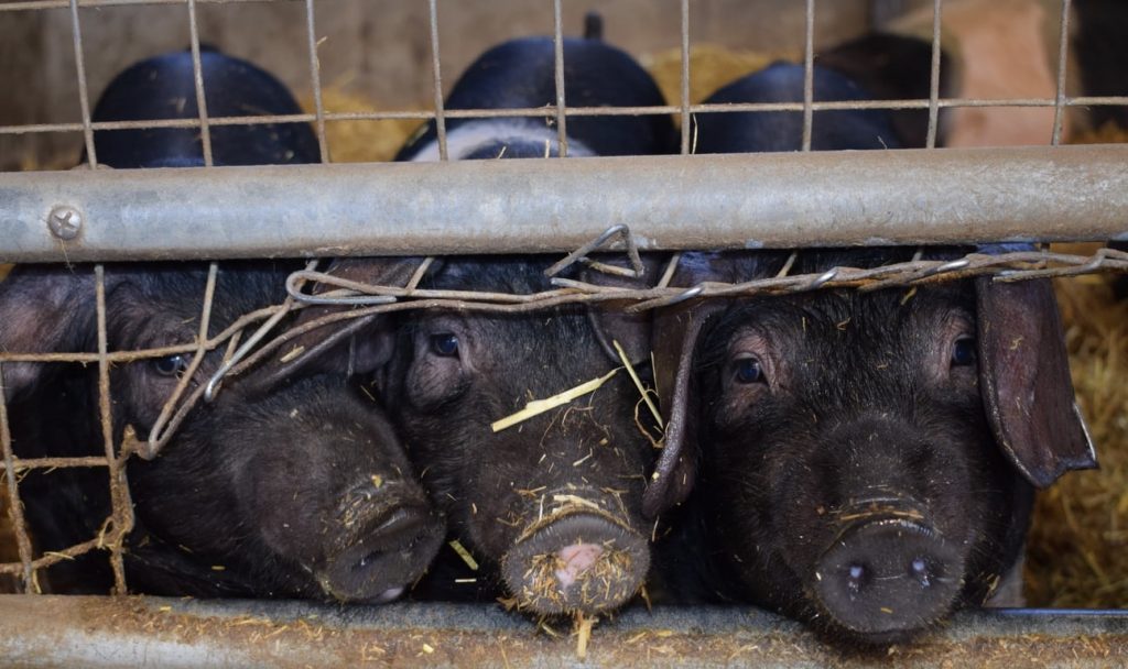 The Benefits, Myths and Downside of Keeping Pigs 9 The Benefits, Myths and Downside of Keeping Pigs